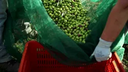 Olive Harvest Nets: Cleaner Pickups, Better Pressing Olive Harvest Nets: Cleaner Pickups, Better Pressing